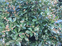 Euonymus japonicus