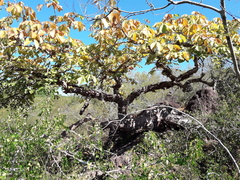 Pseudobombax palmeri