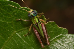 Megacheilacris vallensis
