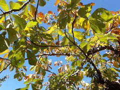 Pseudobombax palmeri