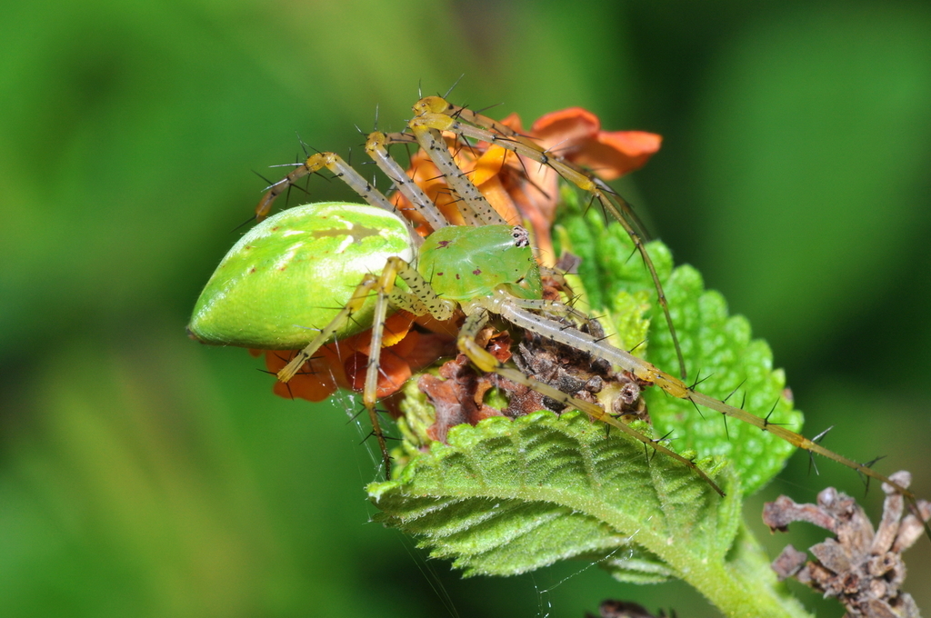 Green Lynx Spider from Weatherford, TX, USA on September 06, 2010 at 09
