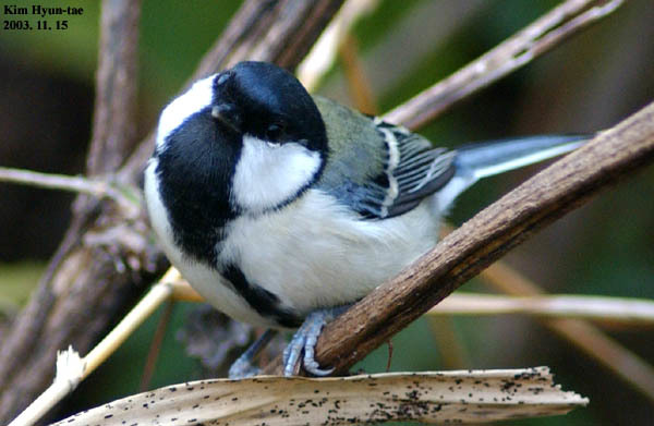 Cinereous Tit