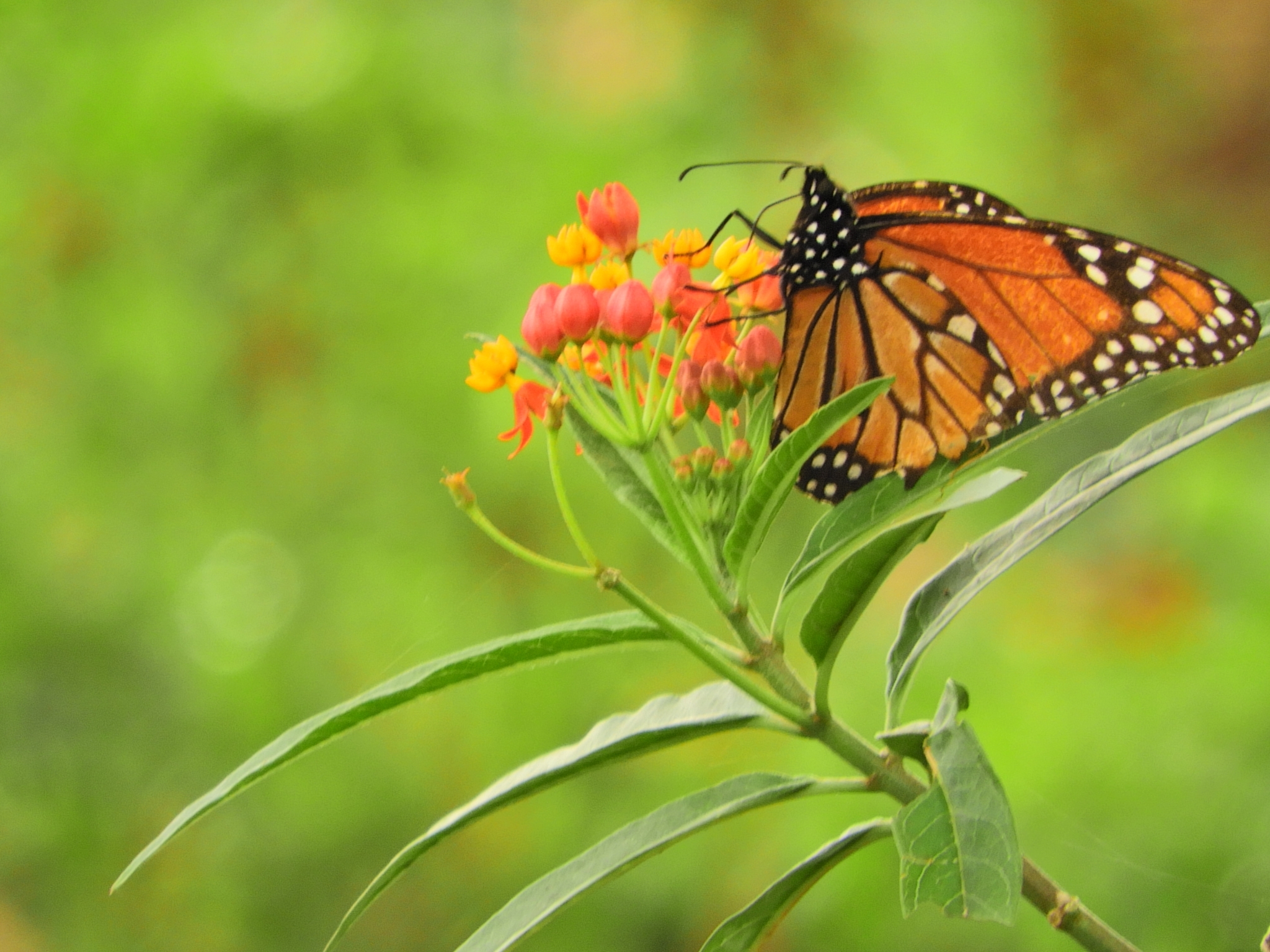 Asclepias curassavica