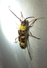 Megacyllene antennata