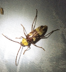 Megacyllene antennata