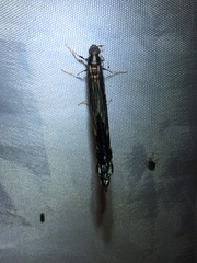 Lymexylidae