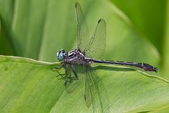 Stenogomphurus consanguis