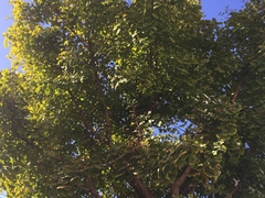 Ginkgo biloba