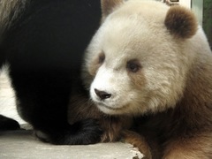 Ailuropoda melanoleuca