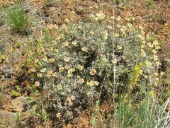 Eriogonum douglasii