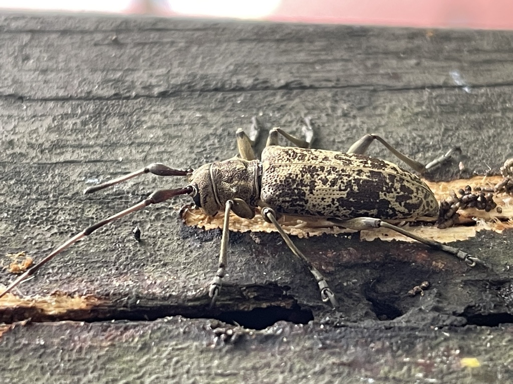 Acalolepta permutans from 陽明山國家公園, TW on April 27, 2023 at 0448 PM by