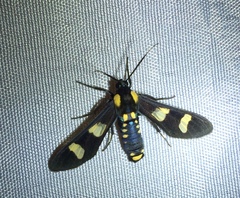 Phoenicoprocta hampsonii