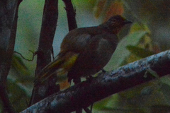 Pycnonotus finlaysoni