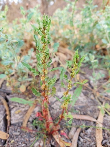 Glistening Dock (Rumex crystallinus)
