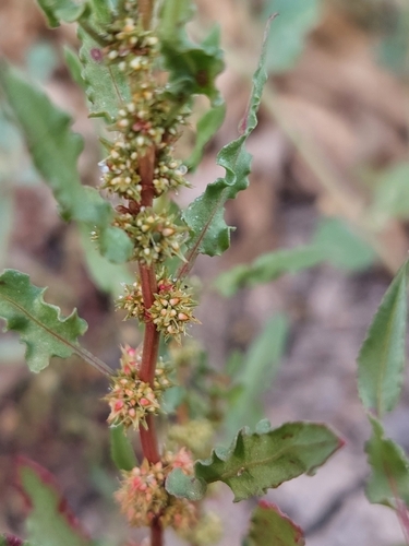 Image of Rumex crystallinus by (c) Nina Kerr, some rights reserved (CC BY)