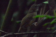 Malacocincla sepiaria