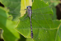 Stenogomphurus consanguis