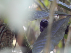 Myrmoderus squamosus