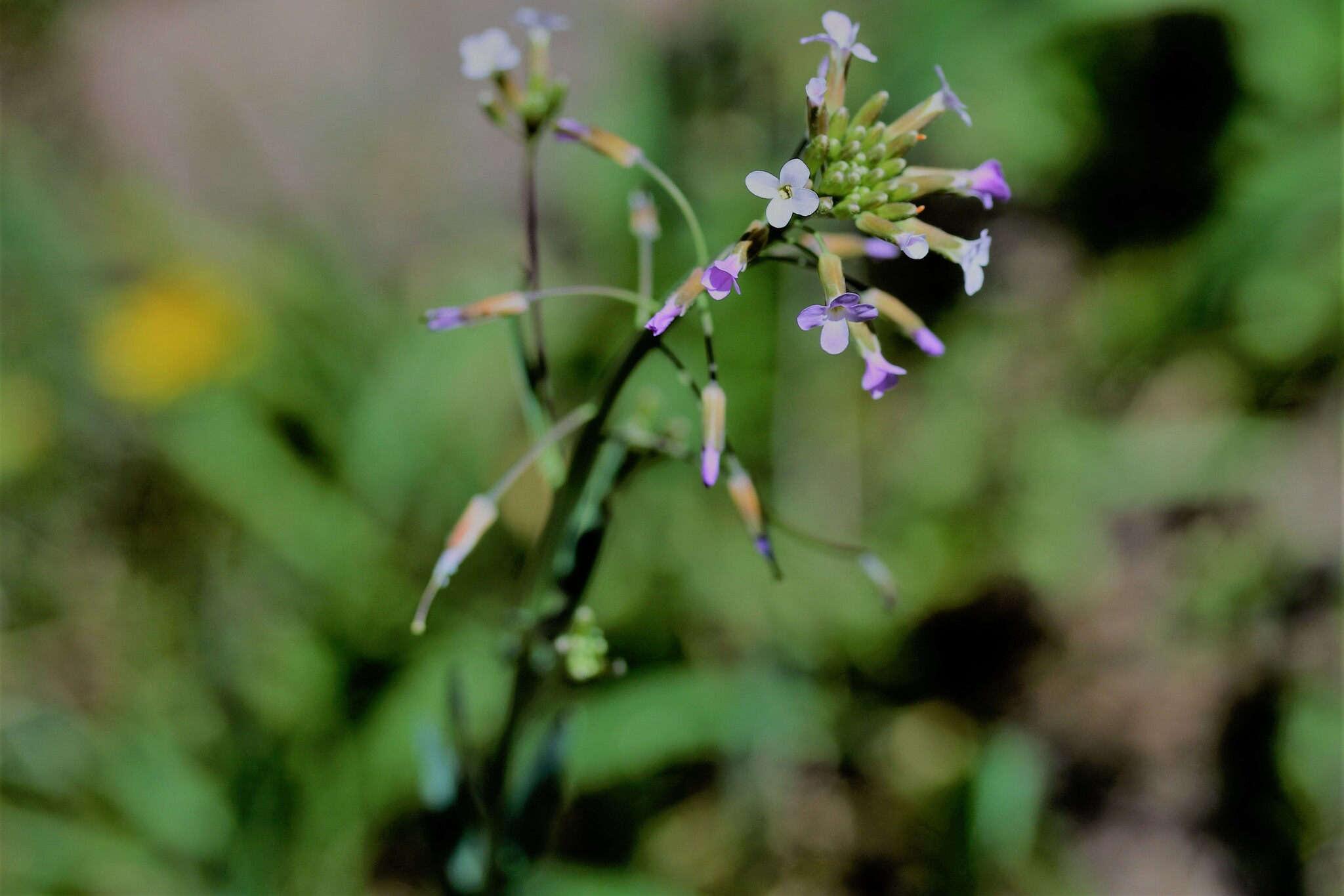 Boechera lignifera
