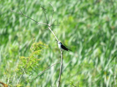 Fluvicola albiventer