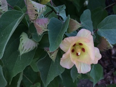 Gossypium davidsonii