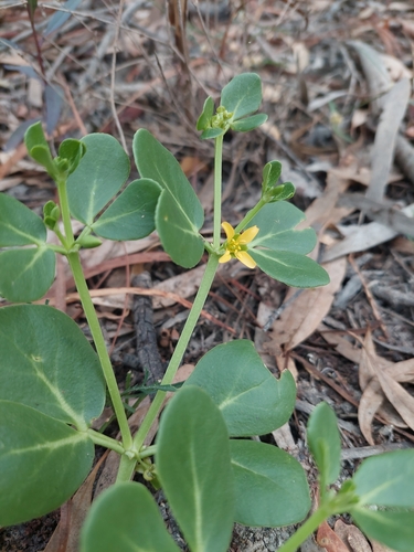 Image of Roepera glauca by (c) Nina Kerr, some rights reserved (CC BY)