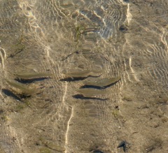 Fundulus parvipinnis