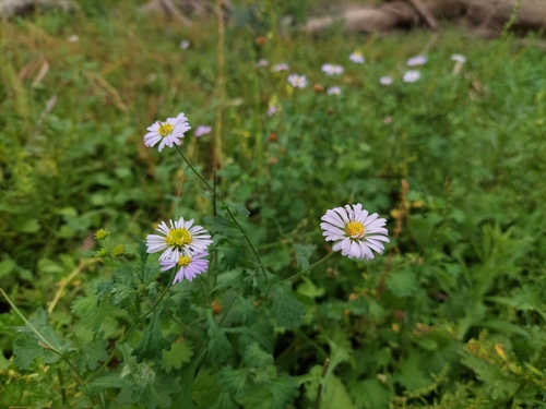 Image of Calotis cuneifolia by (c) Nina Kerr, some rights reserved (CC BY)