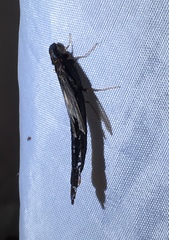 Atractocerus brasiliensis