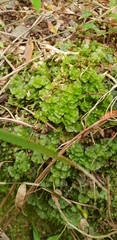 Symphyogyna hymenophyllum