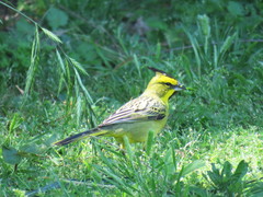 Gubernatrix cristata