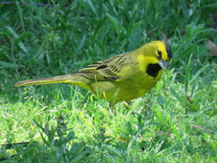 Gubernatrix cristata