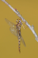 Neurocordulia virginiensis