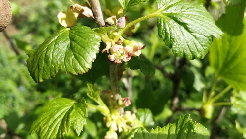 ríbezľa čierna (Ribes nigrum)
