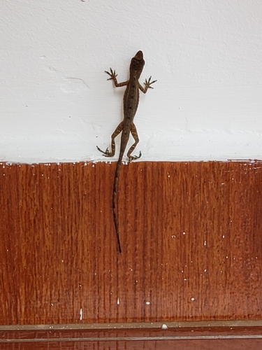 San Antonio Anole, Anolis antonii