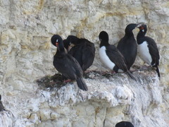 Leucocarbo magellanicus