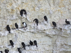 Leucocarbo magellanicus