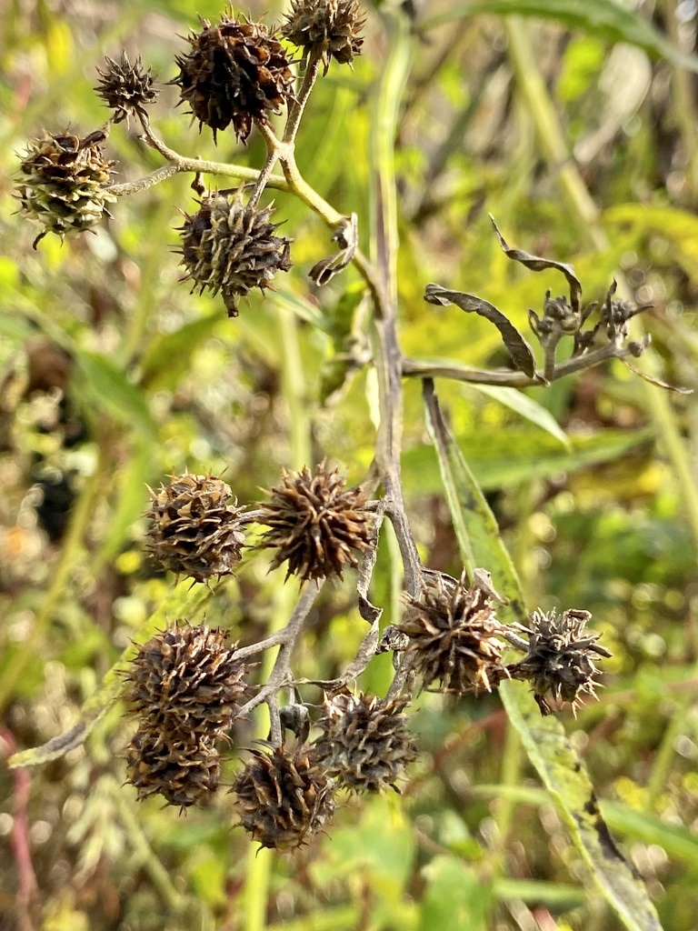 Wingstem Dead Wingstem from Island Rd, Bristol, VA, US on October 31, 2021 at 04:10 ...