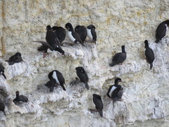 Leucocarbo magellanicus