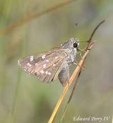 Hesperia attalus slossonae