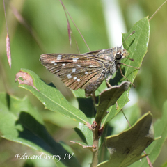 Hesperia attalus slossonae
