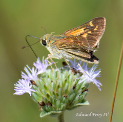 Hesperia attalus slossonae