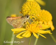 Hesperia attalus slossonae