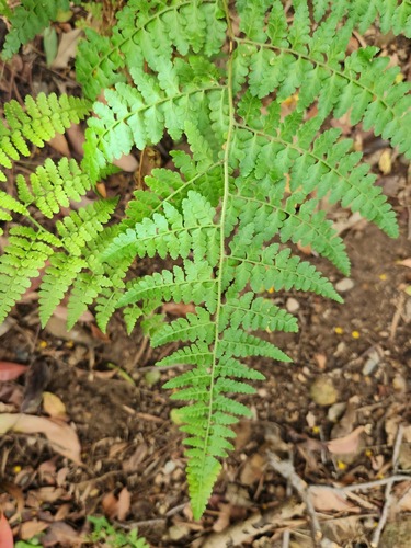 Scaly-fern (Microlepia hancei)