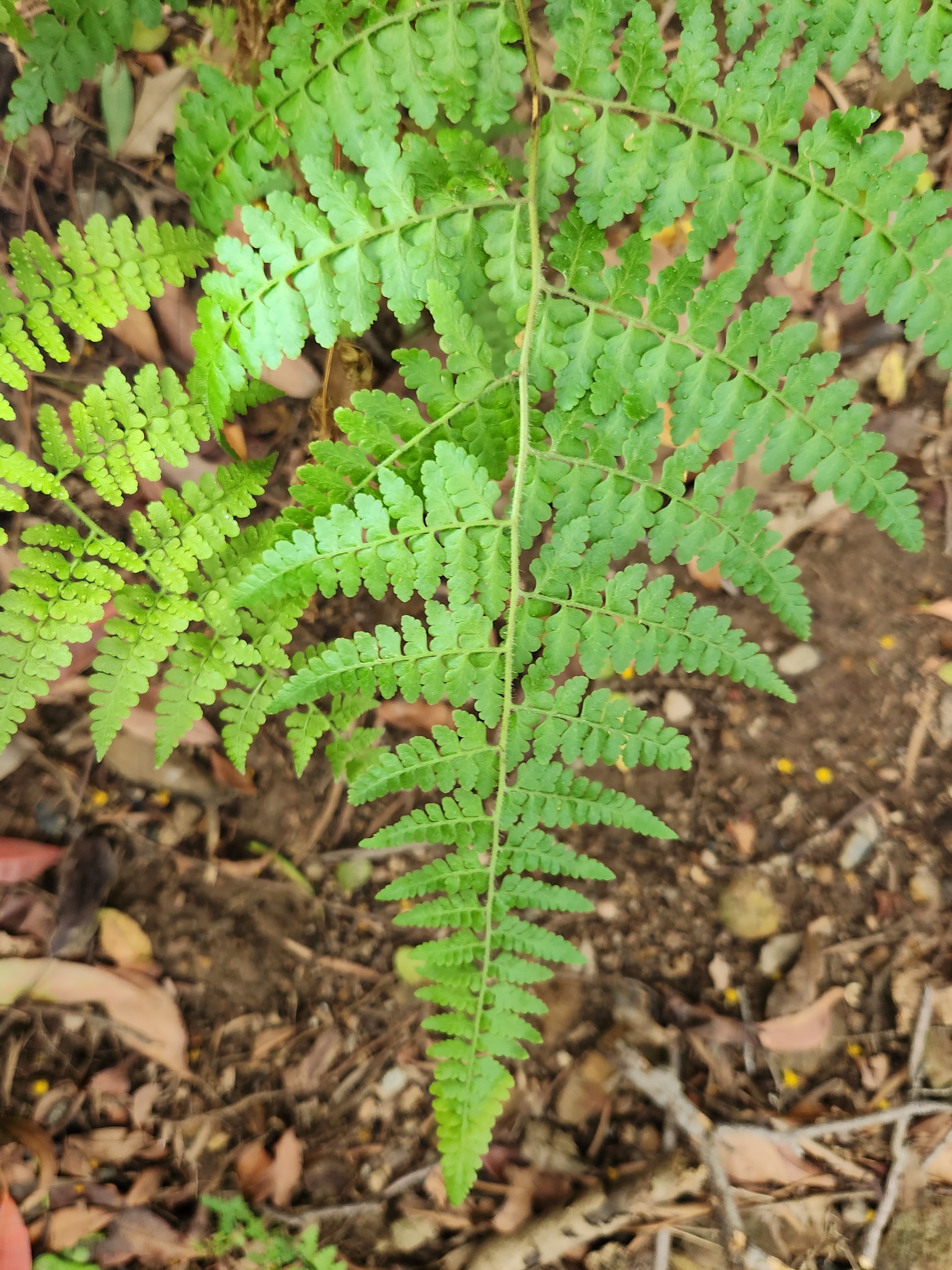 Scaly-Fern (Microlepia hancei)