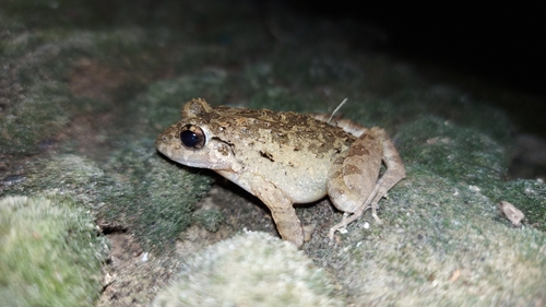 Andaman Frog, Minervarya andamanensis