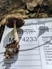 Psathyrella kauffmanii