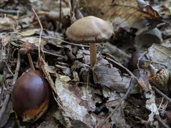 Psathyrella kauffmanii