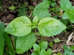 Ageratum conyzoides