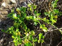 Apium prostratum filiforme